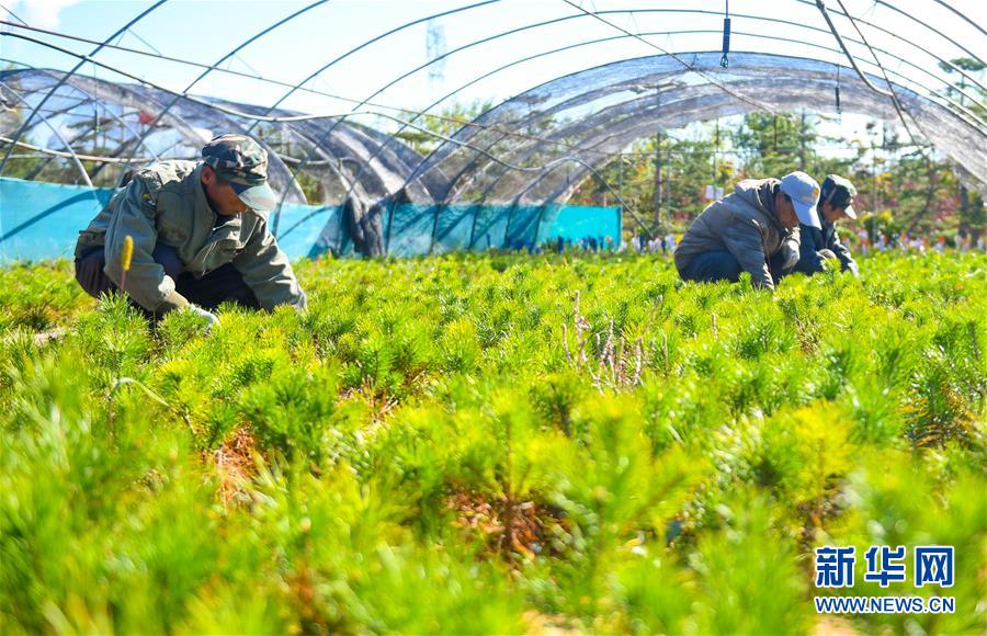 (在習(xí)近平新時代中國特色社會主義思想指引下——新時代新作為新篇章·習(xí)近平總書記關(guān)切事·圖文互動)(8)綠意,在黃沙中鋪展——我國防沙治沙紀(jì)實