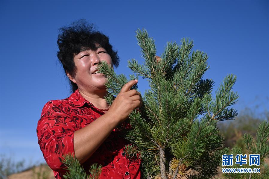 (在習(xí)近平新時代中國特色社會主義思想指引下——新時代新作為新篇章·習(xí)近平總書記關(guān)切事·圖文互動)(5)綠意,在黃沙中鋪展——我國防沙治沙紀(jì)實